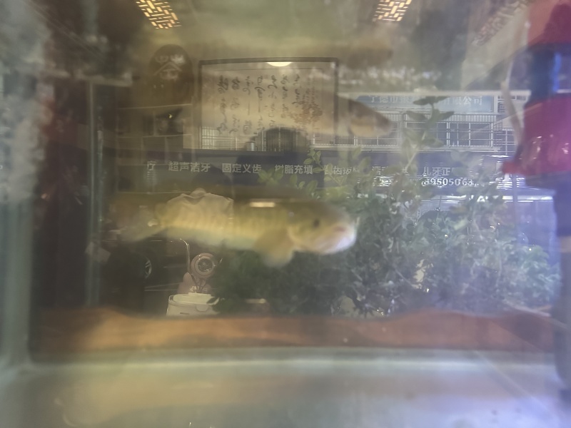 七星鱼