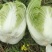 【黄心白菜】河北黄心白菜/河北大白菜/产地直发质量三包