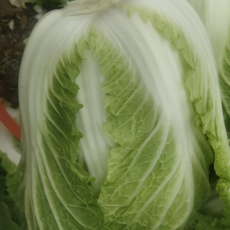 【黄心白菜】河北黄心白菜/河北大白菜/产地直发质量三包
