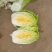 【黄心白菜】河北黄心白菜/河北大白菜/产地直发质量三包