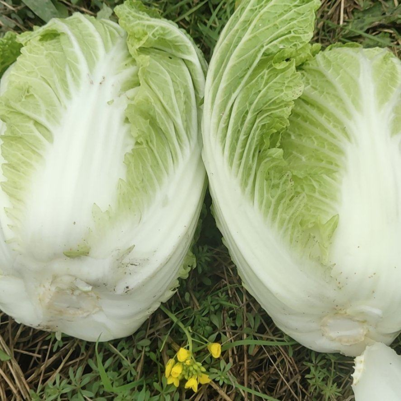 【黄心白菜】河北黄心白菜/河北大白菜/产地直发质量三包