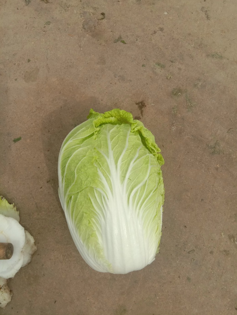 【黄心白菜】河北黄心白菜/河北大白菜/产地直发质量三包