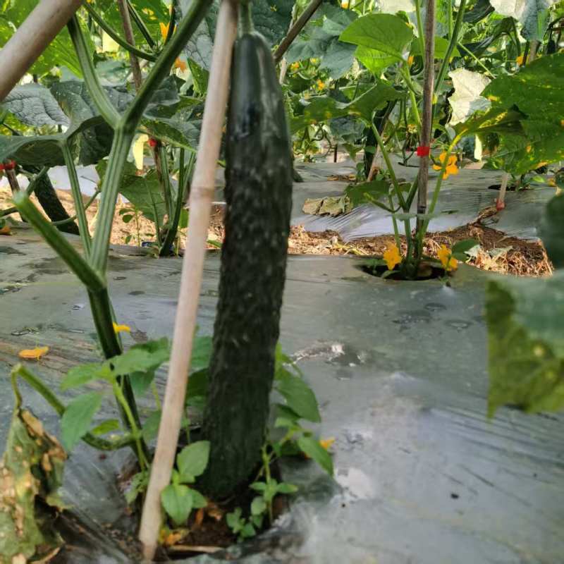 精品密刺黄瓜货源充足产地直发质量保证欢迎咨询