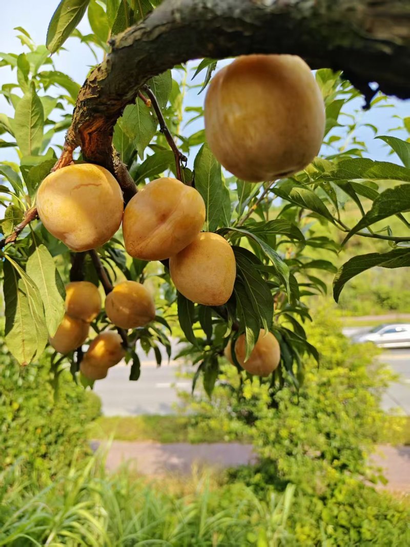 精品黄金李货源充足量大从优新鲜采摘量大从优欢迎咨询