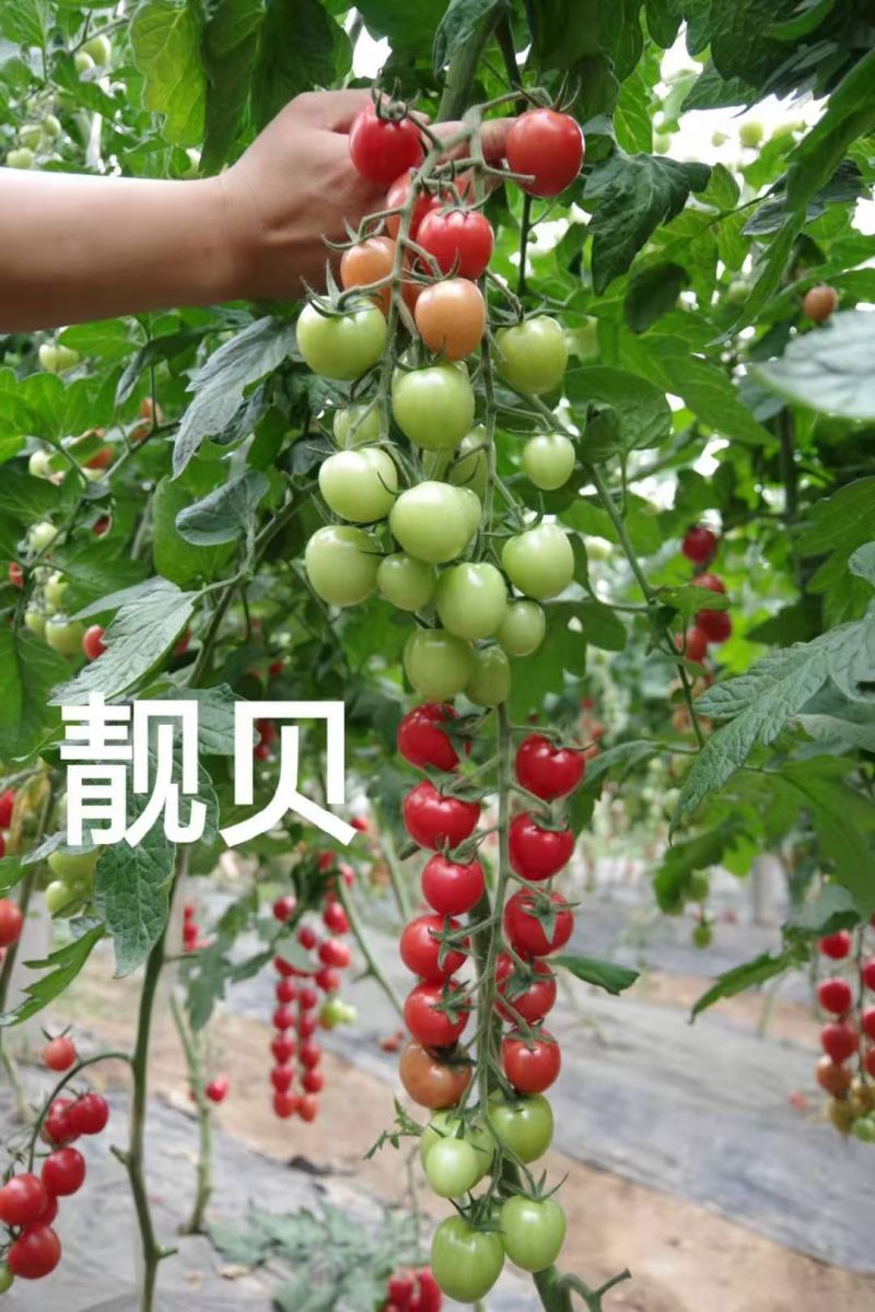精品靓贝圣女果【基地直发全国发货】果香浓郁清甜爆汁