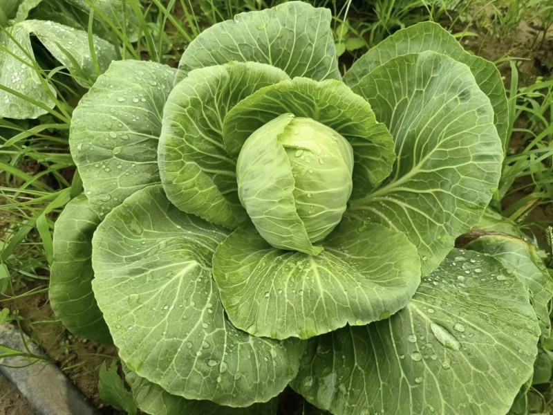 【甘蓝】河北中甘蓝/河北圆包菜/规格标准供应商超档口