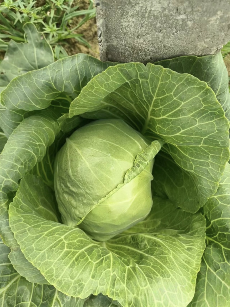 【甘蓝】河北中甘蓝/河北圆包菜/规格标准供应商超档口