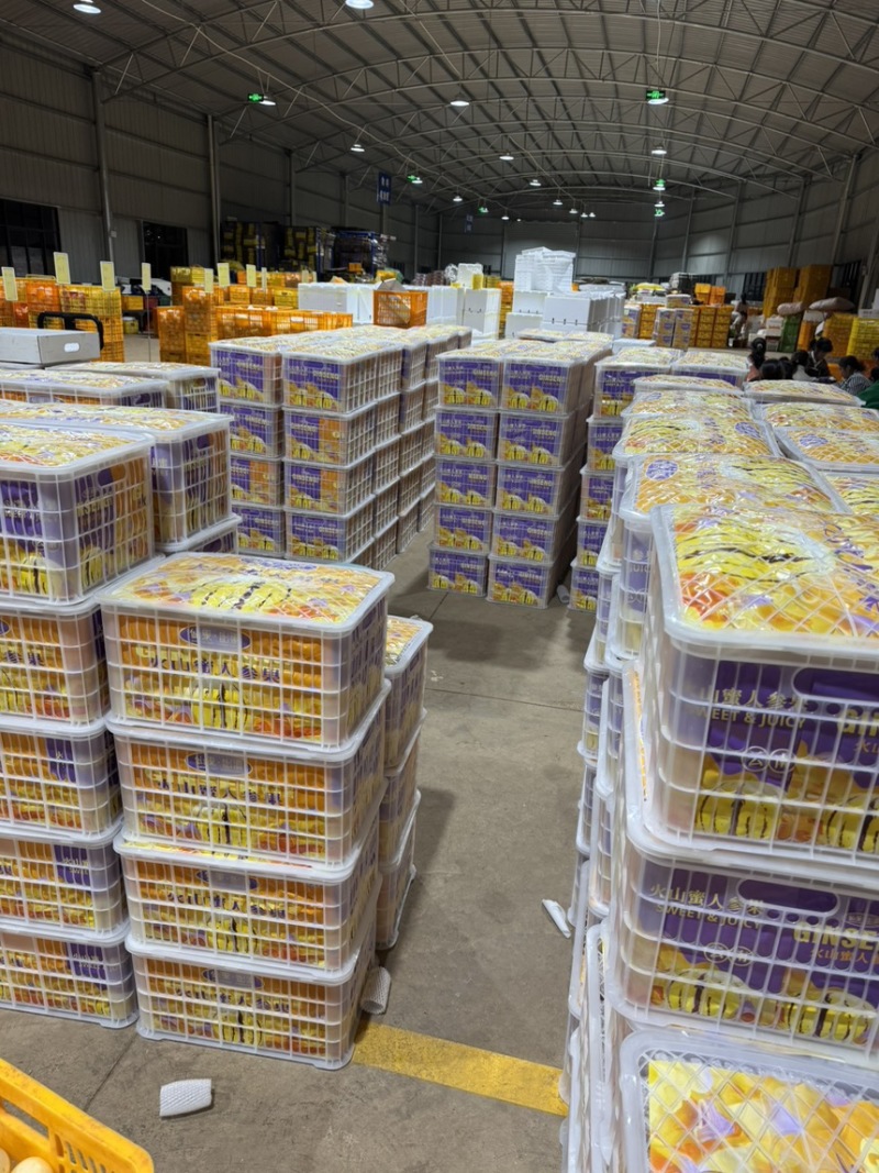 青沙地精品人参果