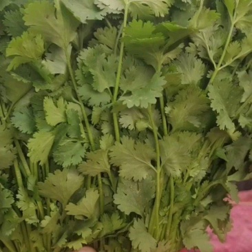 香菜