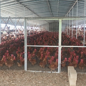 沂南活公鸡赔死了