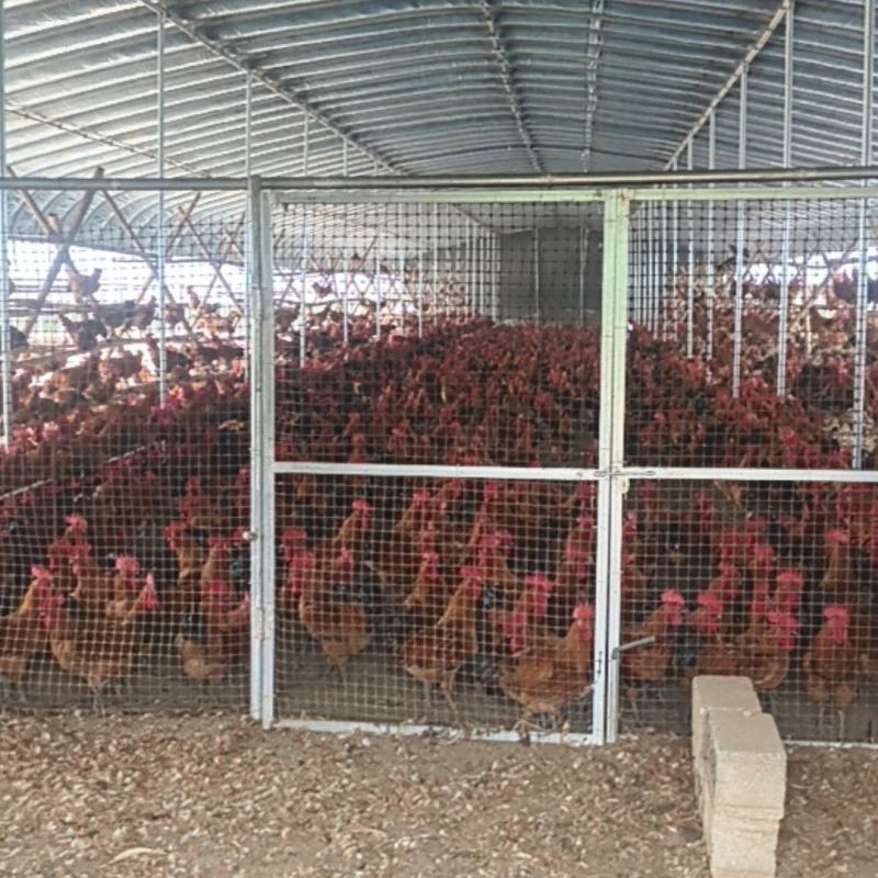 沂南活公鸡赔死了