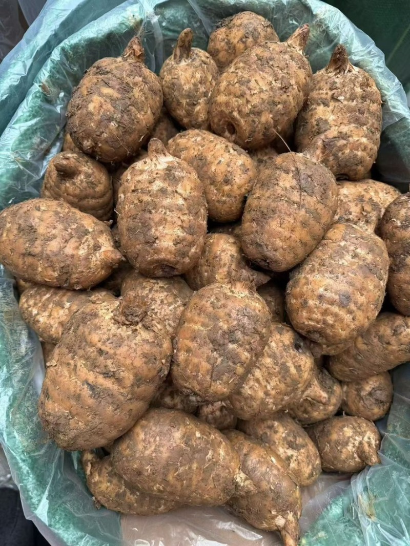 天麻批发零售