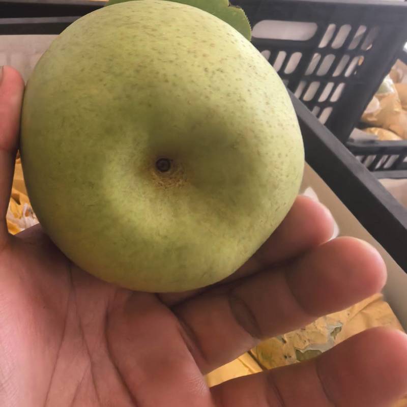 翠冠梨梨套袋翠冠大量有货价格优惠