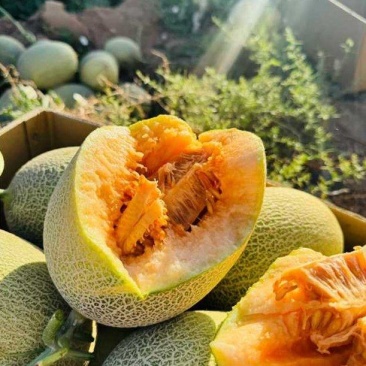 甘肃民勤西州蜜瓜产地一手货源量大价优欢迎随时联系看货！