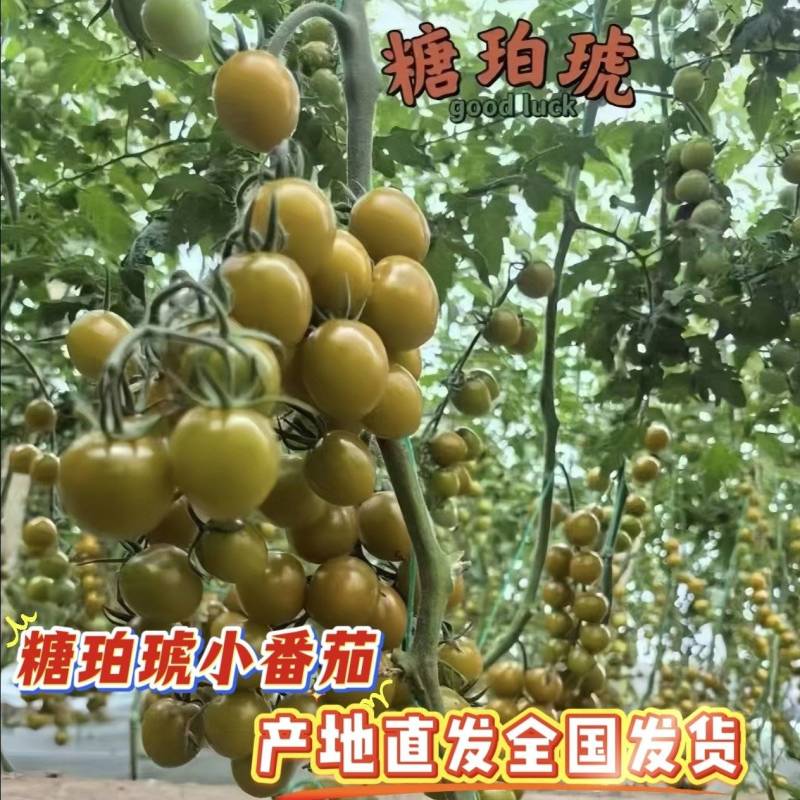 糖珀琥精品小番茄【产地直发全国发货】