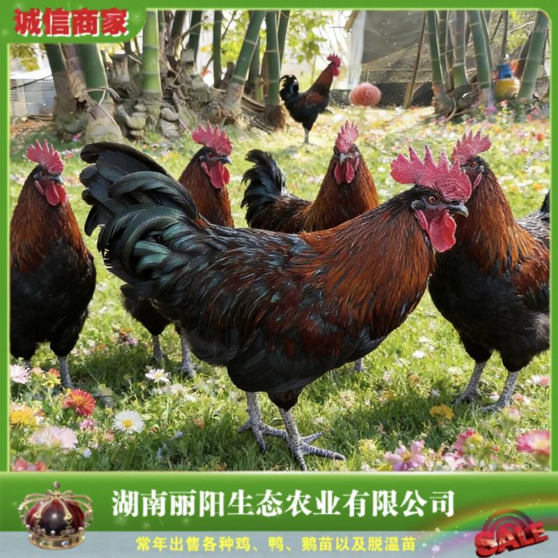 黑彩凤鸡苗/细脚土鸡苗/土鸡活苗/免费提供养殖技术
