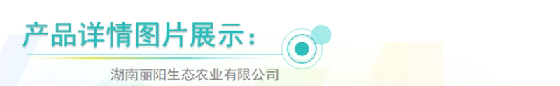 黑彩凤鸡苗/细脚土鸡苗/土鸡活苗/免费提供养殖技术