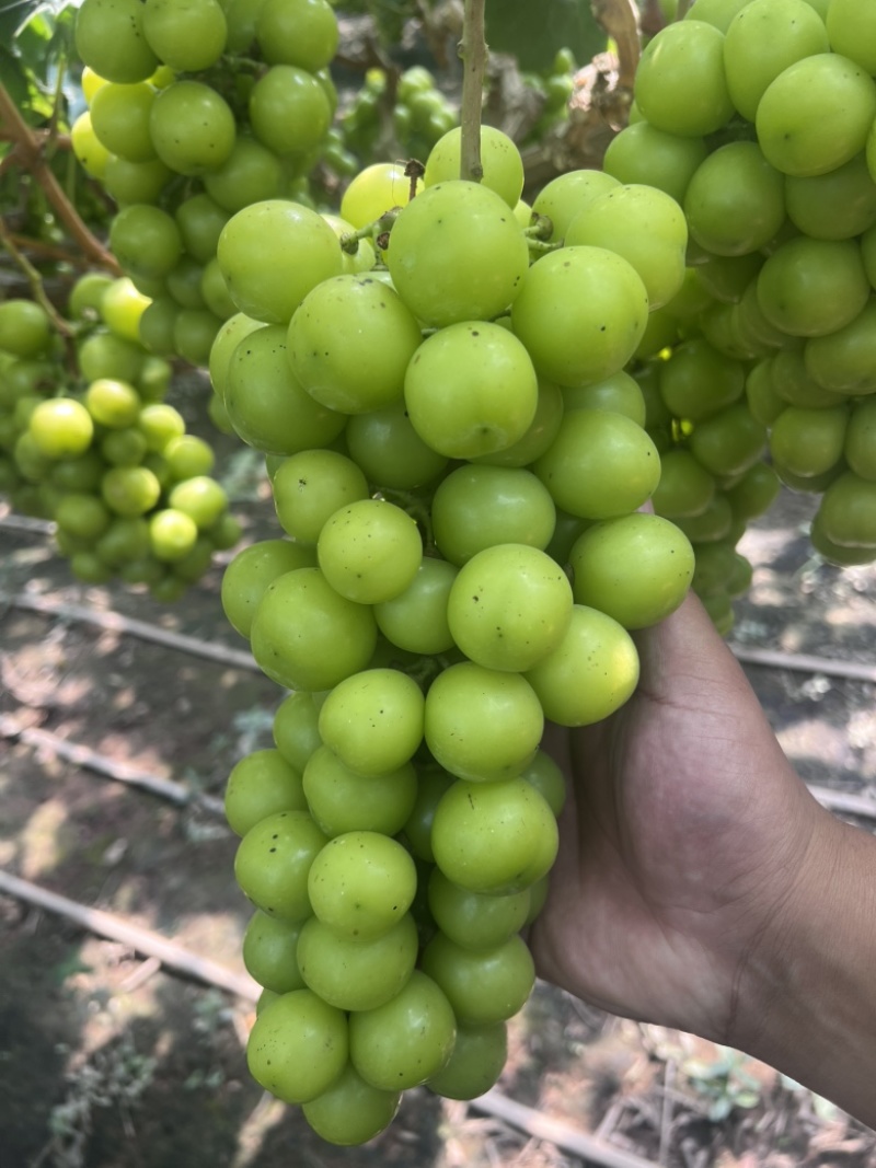 阳光玫瑰葡萄基地直发
