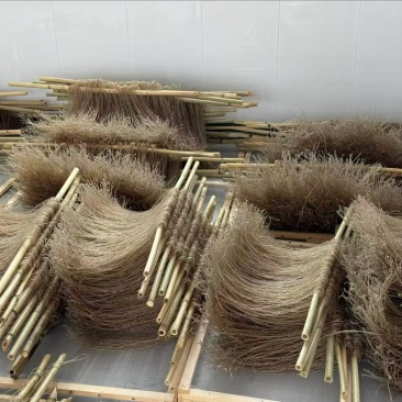 红薯粉条/基地直发/货源充足/大量现货/欢迎选购