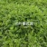 光叶紫花苕子种子可做绿肥果园树下可种植固氮