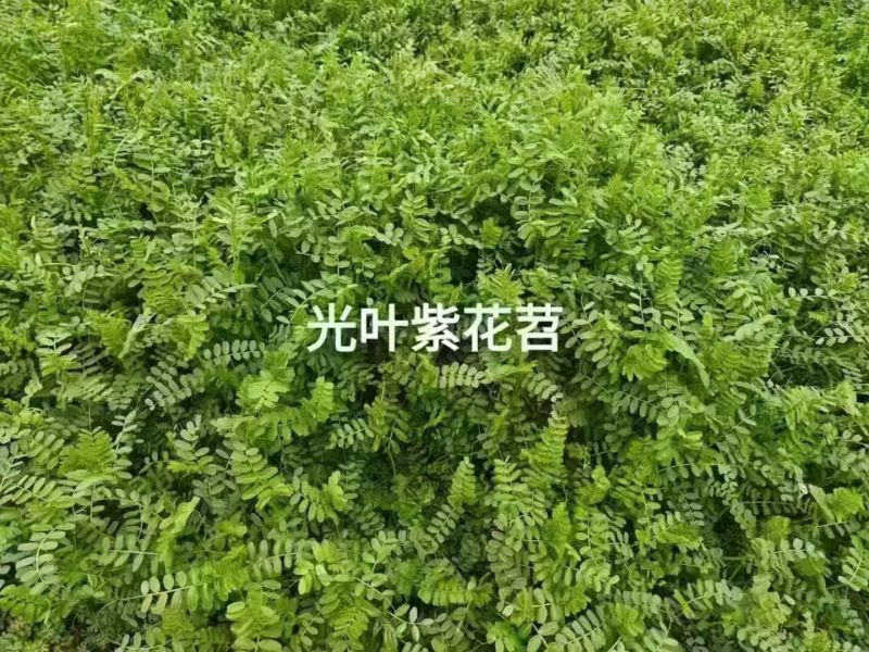 光叶紫花苕子种子可做绿肥果园树下可种植固氮