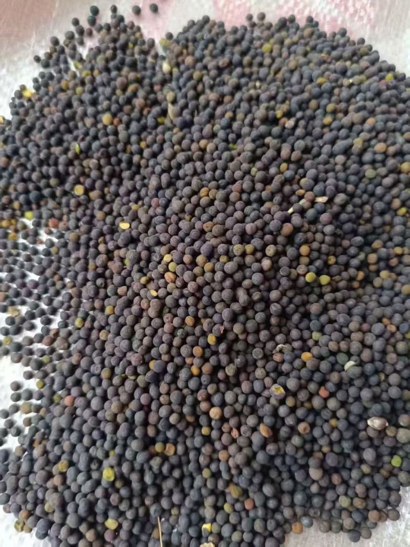 光叶紫花苕子种子可做绿肥果园树下可种植固氮