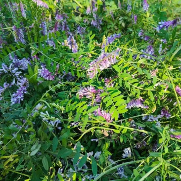 光叶紫花苕子种子可做绿肥果园树下可种植固氮