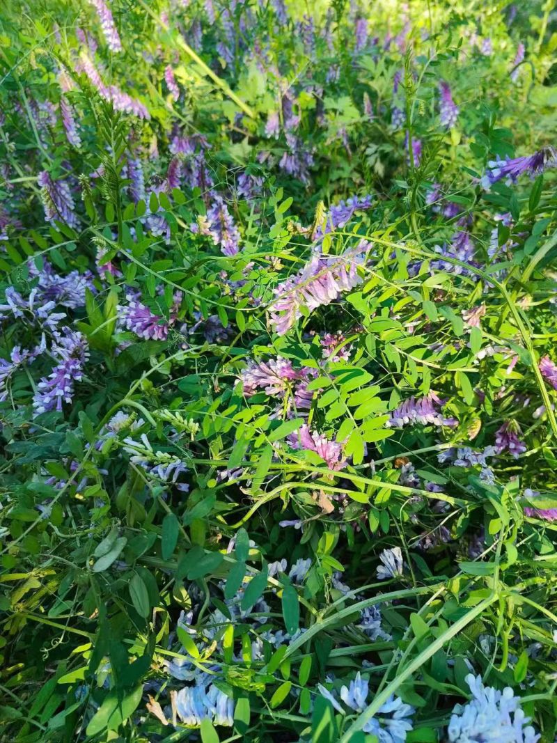 光叶紫花苕子种子可做绿肥果园树下可种植固氮