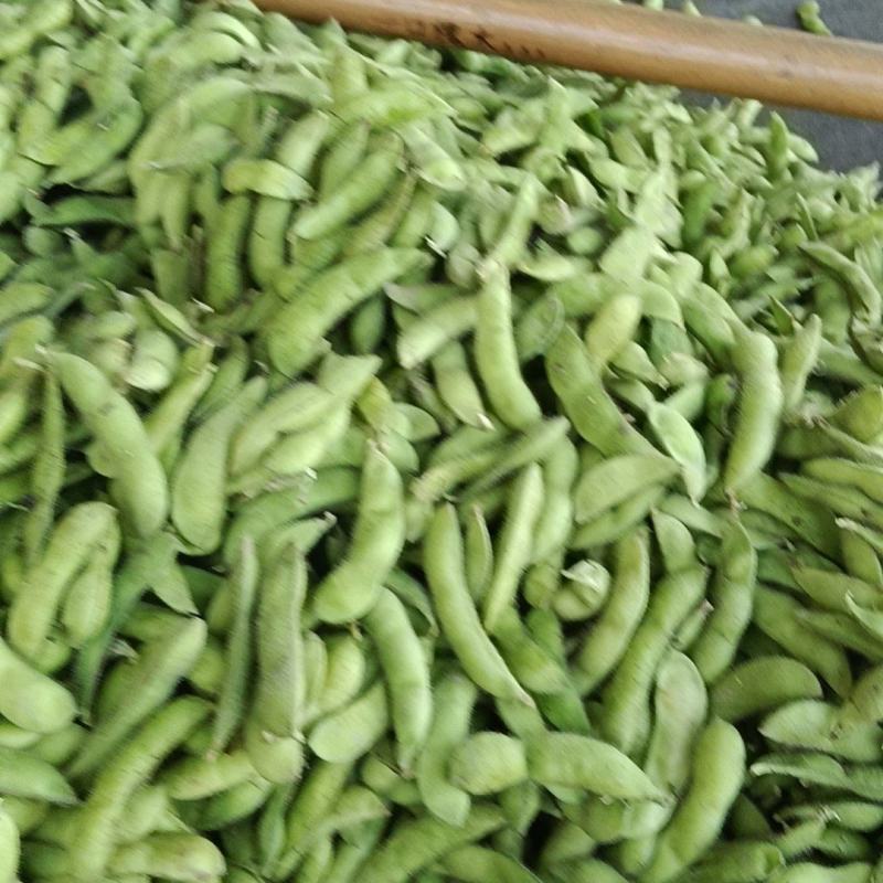精品毛豆，颗粒饱满，口感清脆，产地直发，全国发货，