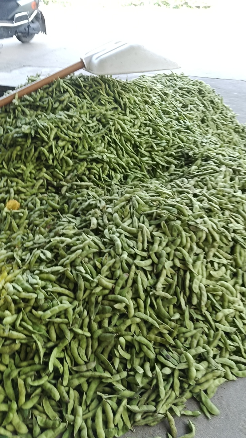 精品毛豆，颗粒饱满，口感清脆，产地直发，全国发货，