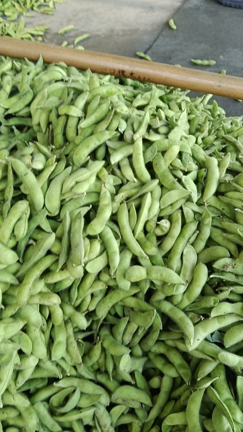 精品毛豆，颗粒饱满，口感清脆，产地直发，全国发货，