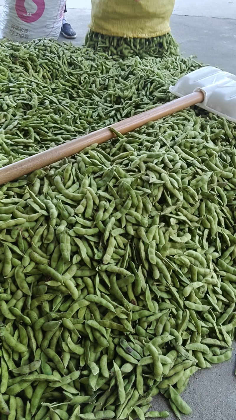 精品毛豆，颗粒饱满，口感清脆，产地直发，全国发货，