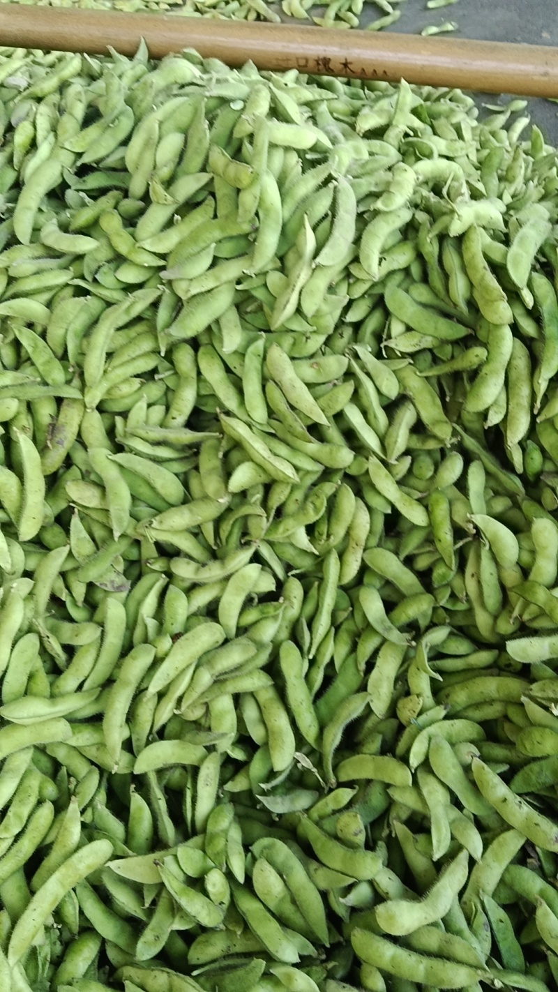 精品毛豆，颗粒饱满，口感清脆，产地直发，全国发货，