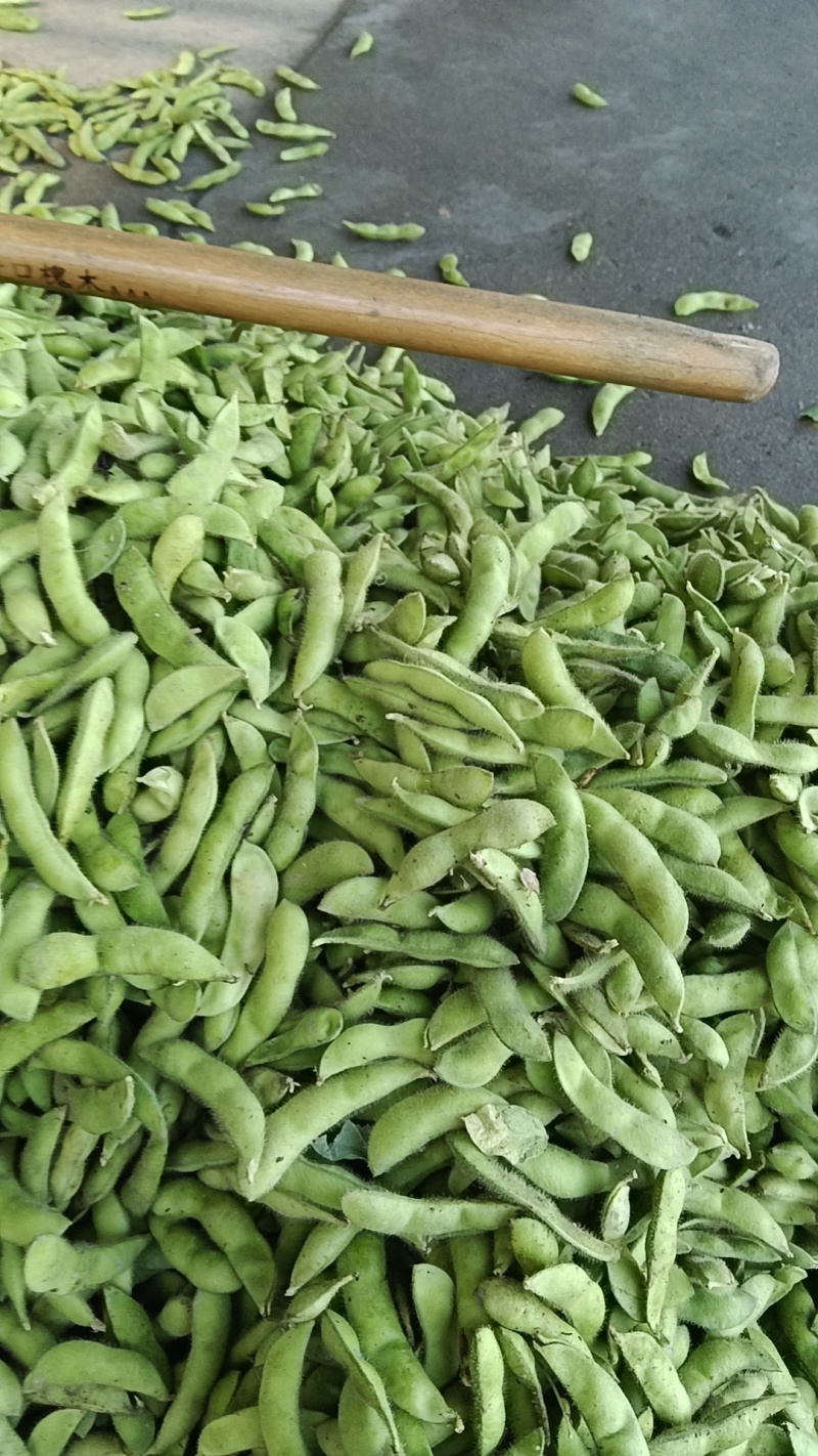 精品毛豆，颗粒饱满，口感清脆，产地直发，全国发货，
