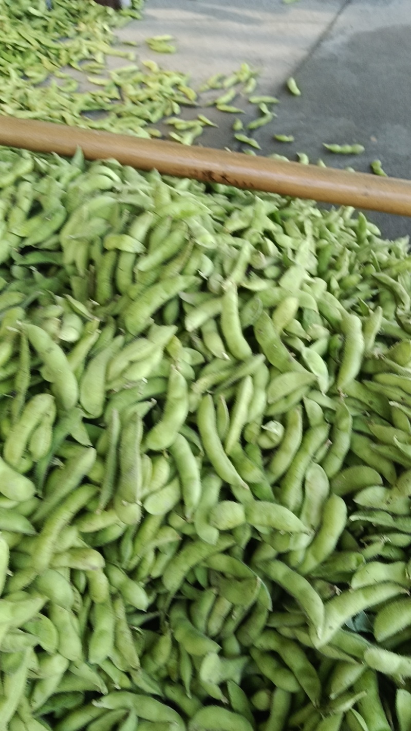 精品毛豆，颗粒饱满，口感清脆，产地直发，全国发货，