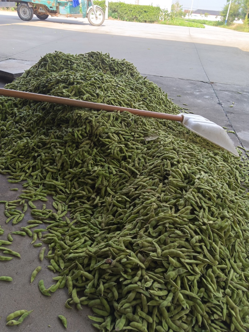 精品毛豆，颗粒饱满，口感清脆，产地直发，全国发货，