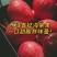 新疆，阿克苏，西域香妃海棠，鸡心果。