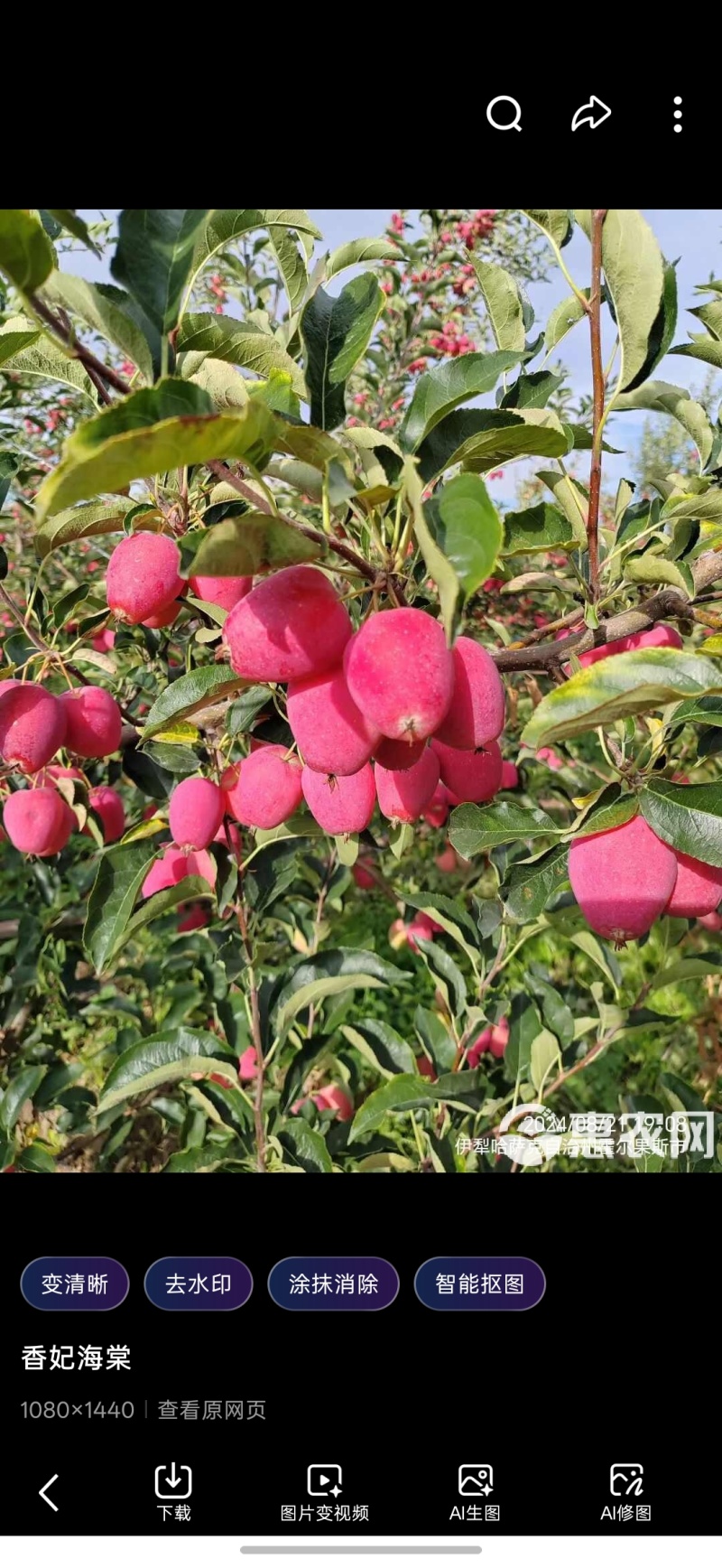 新疆，阿克苏，西域香妃海棠，鸡心果。