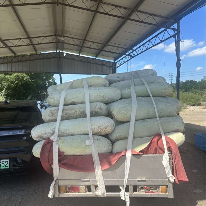 宁波本地白皮冬瓜瓜型直口感好。一级批发市场货