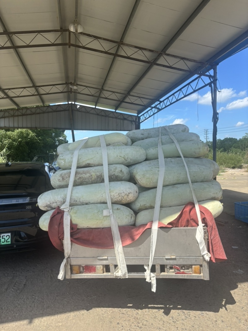 宁波本地白皮冬瓜瓜型直口感好。一级批发市场货