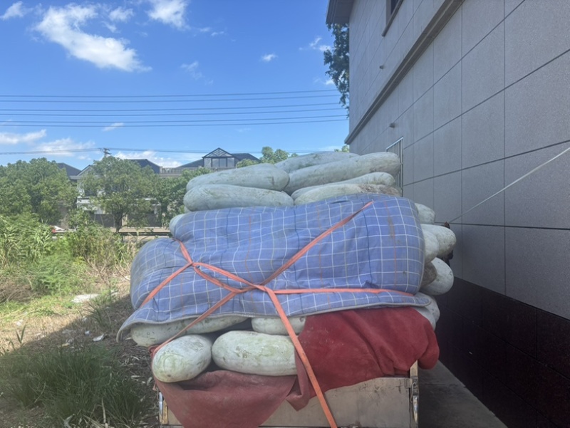 宁波本地白皮冬瓜瓜型直口感好。一级批发市场货