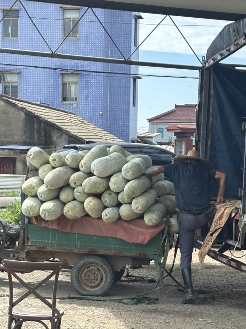 宁波本地白皮冬瓜瓜型直口感好。一级批发市场货