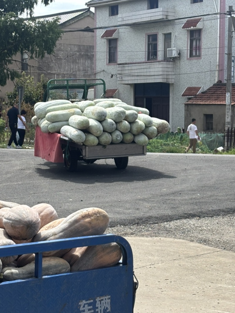 宁波本地白皮冬瓜瓜型直口感好。一级批发市场货