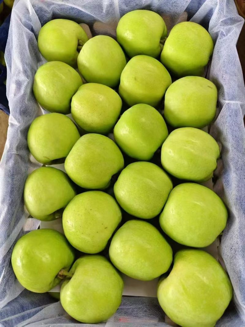 山东革果华硕，鲁丽，美八，红露都有货精品，赶集便宜货都有