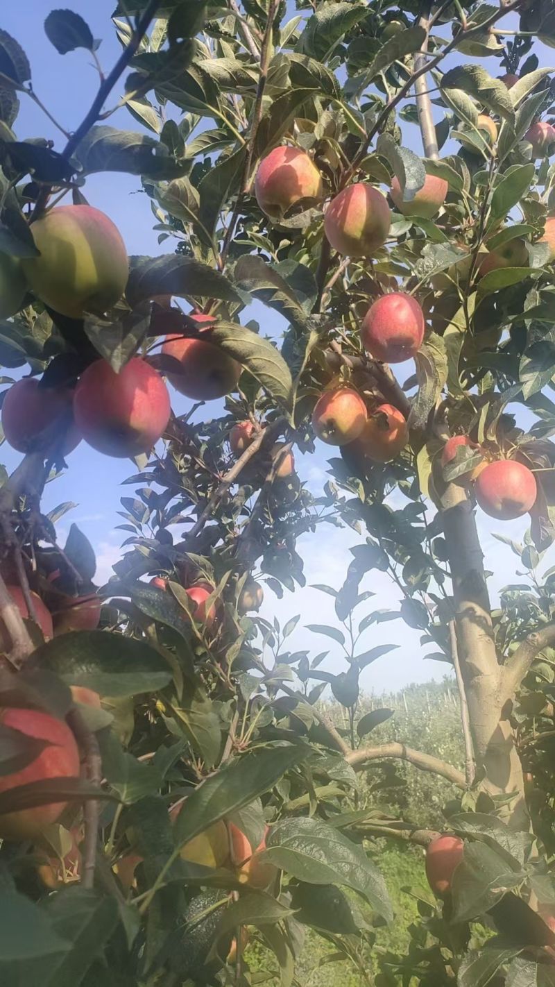 山东革果华硕，鲁丽，美八，红露都有货精品，赶集便宜货都有