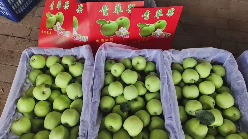 山东革果华硕，鲁丽，美八，红露都有货精品，赶集便宜货都有