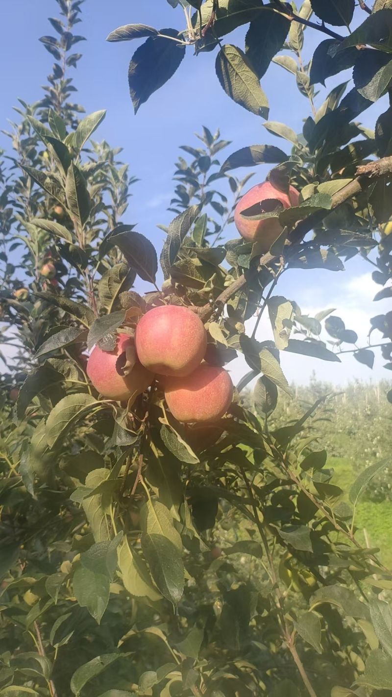 山东革果华硕，鲁丽，美八，红露都有货精品，赶集便宜货都有