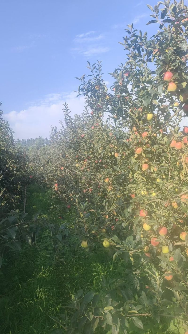 山东革果华硕，鲁丽，美八，红露都有货精品，赶集便宜货都有