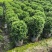 基地直销：福建茶球60-80-100cm出售