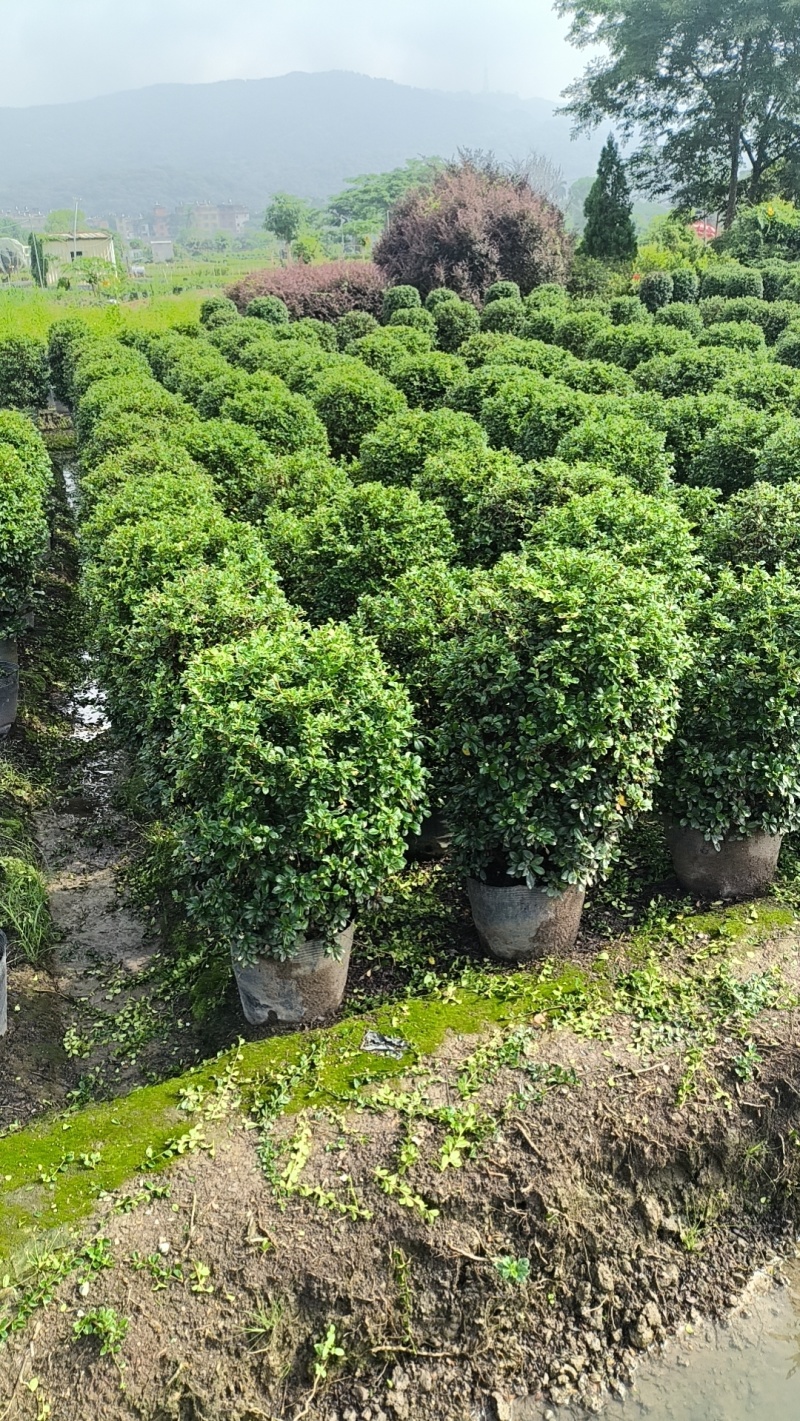 基地直销：福建茶球60-80-100cm出售